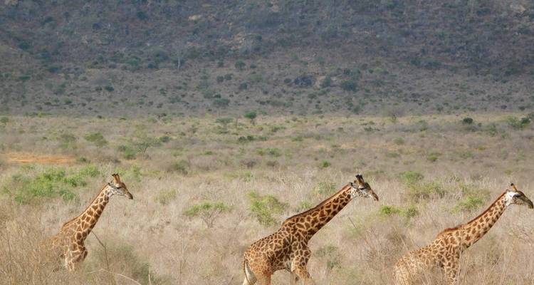 Landschap met drie giraffen.