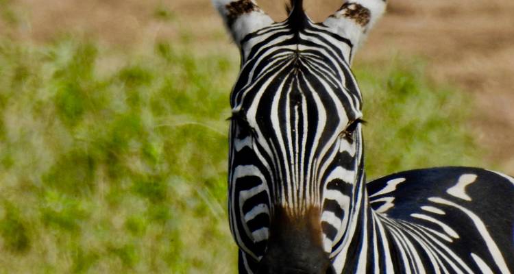 Big Five Kenya wildlife safari - 6 Days Private Luxury Expeditions - Professional Safari Africa 2