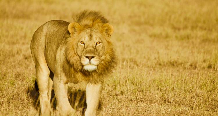 Big Five Kenya wildlife safari - 6 Days Private Luxury Expeditions - Professional Safari Africa 6