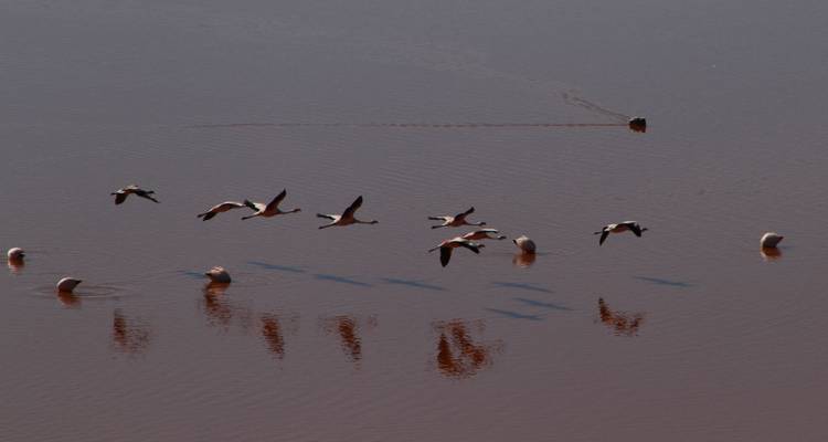 Flamingos, die über eine rotgefärbte Lagune fliegen