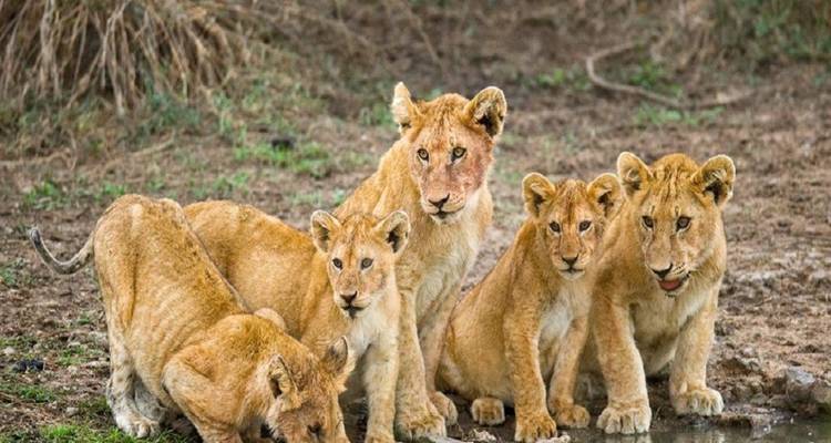 Discover the Thrilling 3 days Tanzania Safari from Zanzibar. - Africa Natural Tours 4