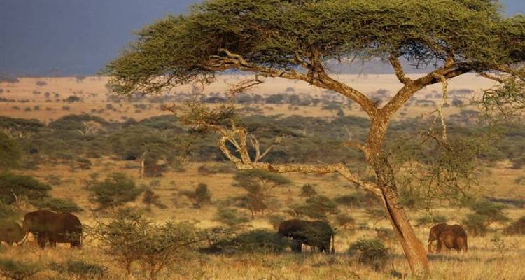 Serengeti-Landschaft mit Elefanten, die unter einem Akazienbaum grasen.