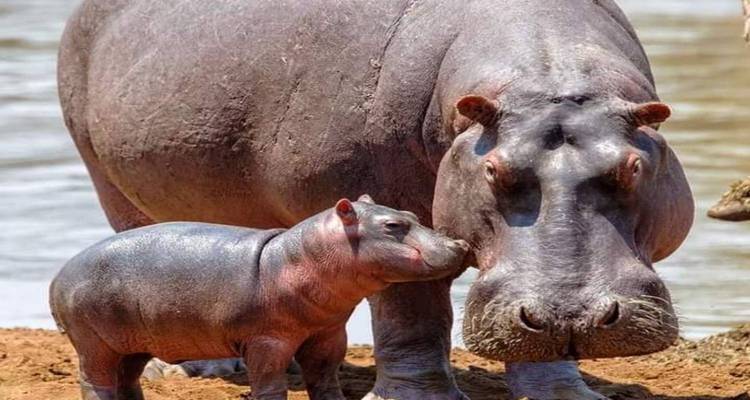 Mutter und Baby-Nilpferd an einem Flussufer.