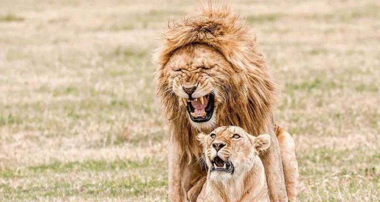 Two lions in a grassland, one roaring.