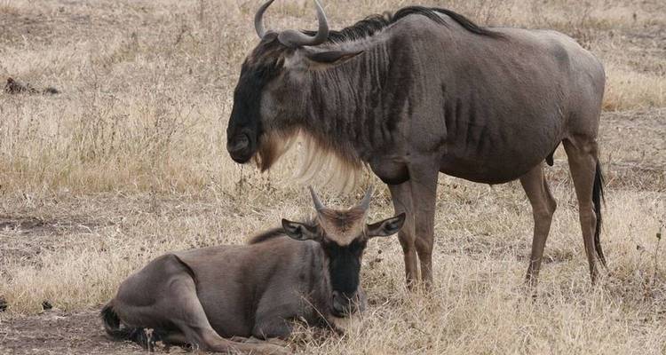 Two wildebeests in a grassy savanna.