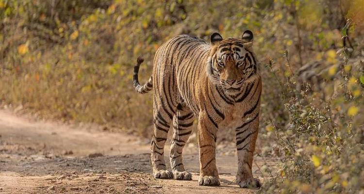 Desde Delhi: ¡¡¡Safari de Tigres de 3 días en Ranthambore!!! -  Taj Voyages Tours  4