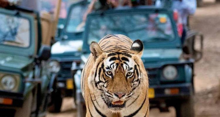 Desde Delhi: ¡¡¡Safari de Tigres de 3 días en Ranthambore!!! -  Taj Voyages Tours  2