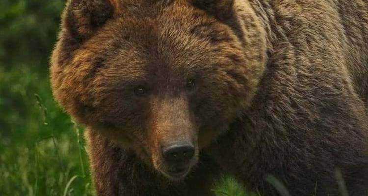 2-Day Private Tour in Romania including Peles Castle, Bran Castle, Cantacuzino Castle, Brasov and Bears Sanctuary - Transylvania Discovery Tours 9