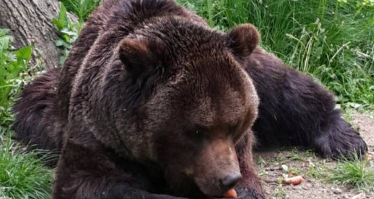 2-Day Private Tour in Romania including Peles Castle, Bran Castle, Cantacuzino Castle, Brasov and Bears Sanctuary - Transylvania Discovery Tours 10