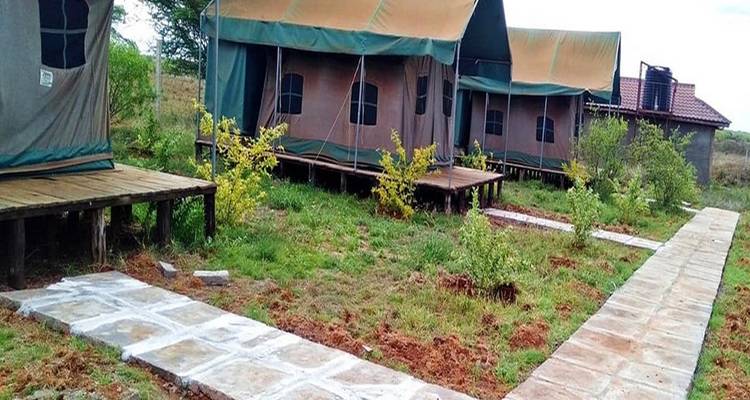 Outdoor view of tent accommodation with a pathway through plants.