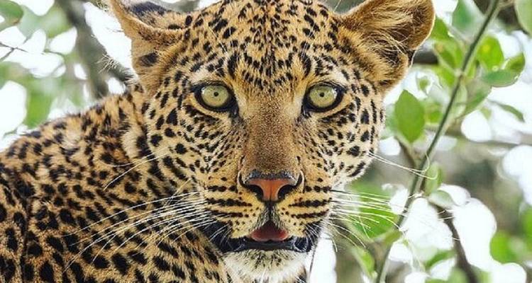 Vive el mejor safari de 5 días por Tanzania desde Zanzíbar - Africa Natural Tours 1