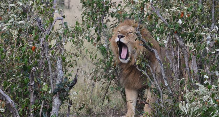 Safari de 8 días por los parques más famosos de Kenia - Gracepatt Ecotours Kenya 3