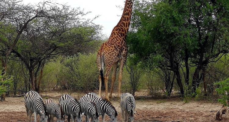 BOTSWANA - Safari photographique dans la réserve de Moremi et le PN de Chobe - Bucket List Group Travel LLC 2