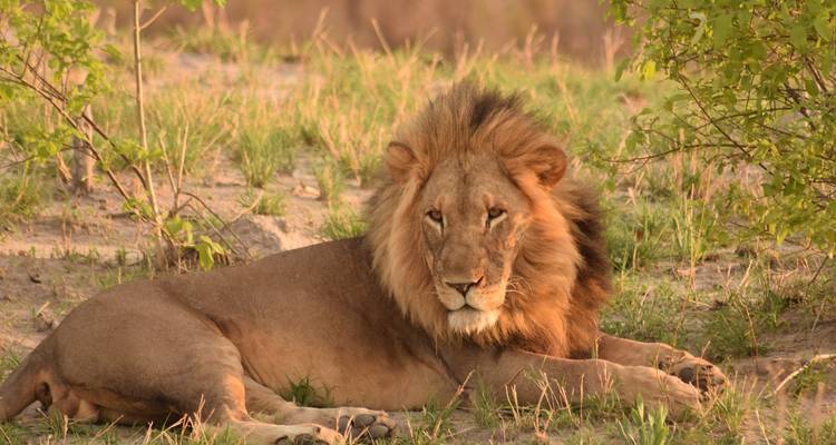 BOTSWANA - Safari photographique dans la réserve de Moremi et le PN de Chobe - Bucket List Group Travel LLC 3