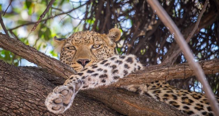 BOTSWANA - Safari photographique dans la réserve de Moremi et le PN de Chobe - Bucket List Group Travel LLC 4