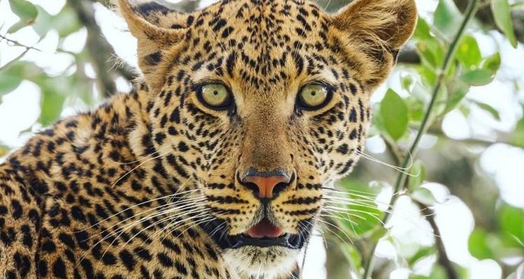 Nahaufnahme eines Leoparden in einem Baum mit grünen Blättern.