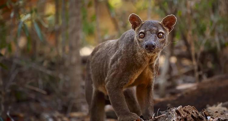 Madagascar Lemurs & Baobabs (Disponible toute l'année) - HT Agency Tours 1