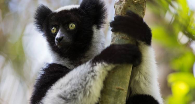 Madagascar Lemurs & Baobabs (Disponible toute l'année) - HT Agency Tours 2