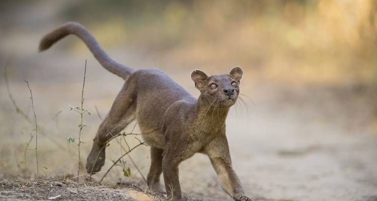 Madagascar Lemurs & Baobabs (Disponible toute l'année) - HT Agency Tours 4