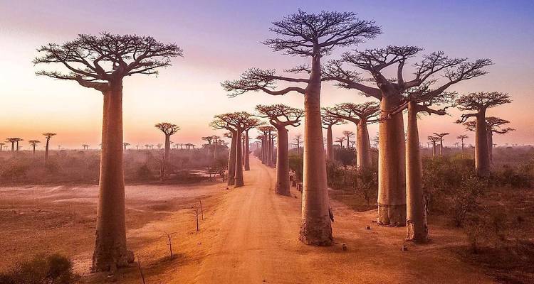 Madagascar Lemurs & Baobabs (Disponible toute l'année) - HT Agency Tours 6