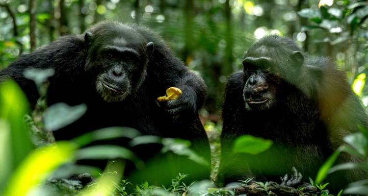 13 días Los secretos ocultos de Uganda y Ruanda - GoExplore Safaris 1