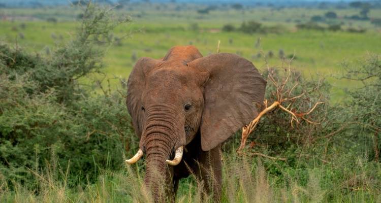 13 días Los secretos ocultos de Uganda y Ruanda - GoExplore Safaris 2