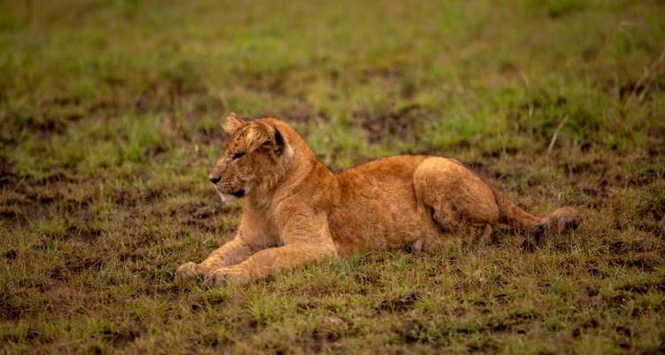 13 días Los secretos ocultos de Uganda y Ruanda - GoExplore Safaris 3