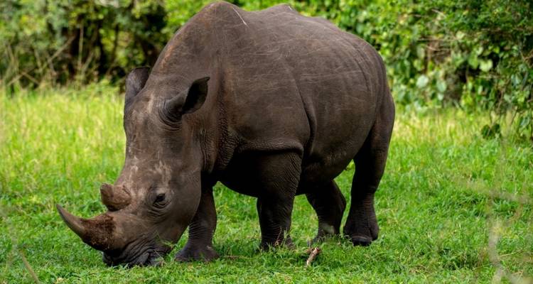 13 días Los secretos ocultos de Uganda y Ruanda - GoExplore Safaris 4