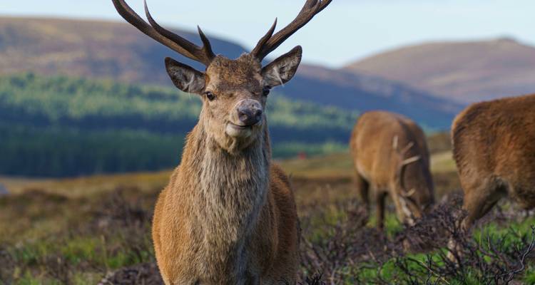 Close-up van een hert in een natuurlijke bosomgeving.