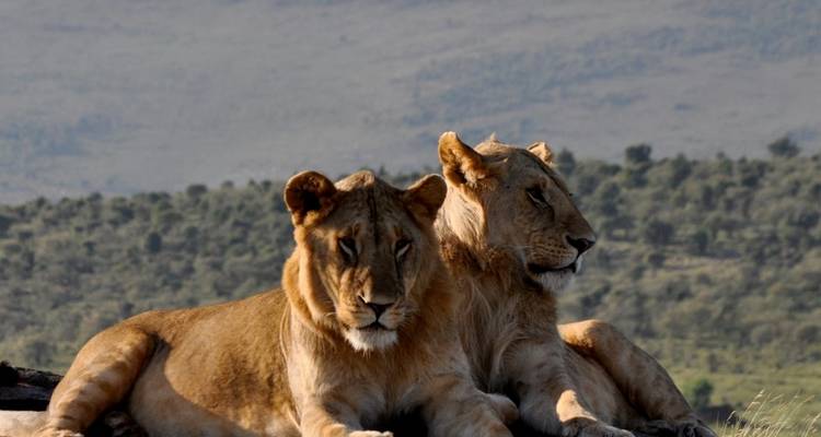 Sanctuaire de Ngutuni, Taita Hills, Amboseli, Tsavo West et East Safari - Mombasa - 7 jours - Gracepatt Ecotours Kenya 2