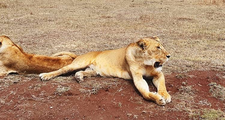 10-DAY BEST EXPRIENCE KENYA SAFARI - Hazzes Adventure 2