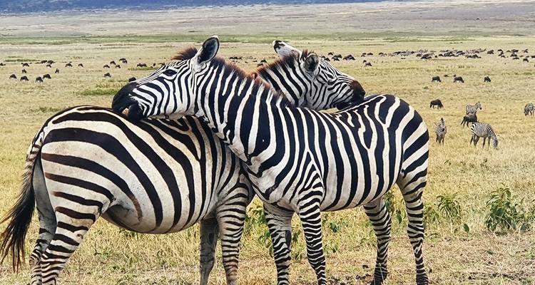 10-DAY BEST EXPRIENCE KENYA SAFARI - Hazzes Adventure 3