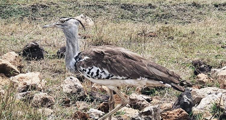 10-DAY BEST EXPRIENCE KENYA SAFARI - Hazzes Adventure 4
