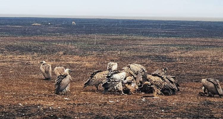 10-DAY BEST EXPRIENCE KENYA SAFARI - Hazzes Adventure 5