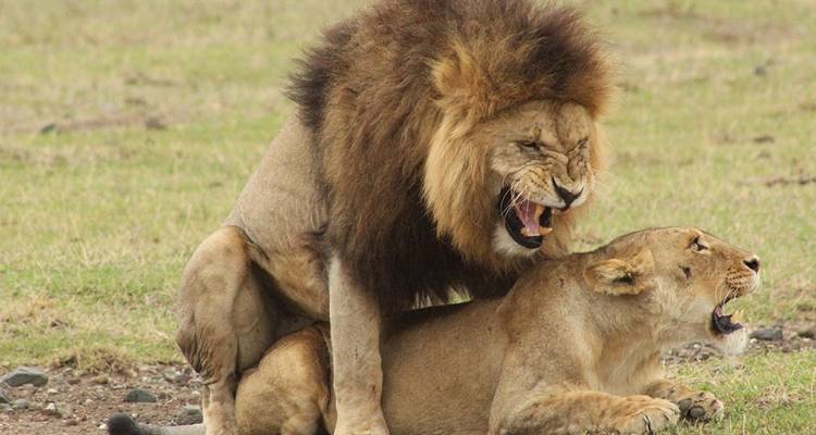 10-DAY BEST EXPRIENCE KENYA SAFARI - Hazzes Adventure 9