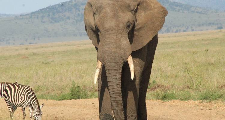 10-DAY BEST EXPRIENCE KENYA SAFARI - Hazzes Adventure 10