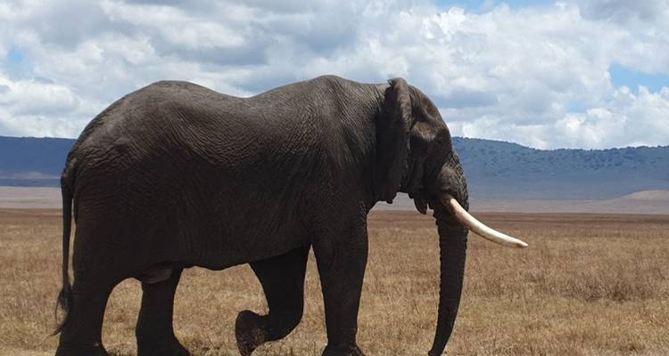 4-DAYS 3-NIGHTS KENYA SAFARI-AMBOSELI TRIP - Hazzes Adventure 1