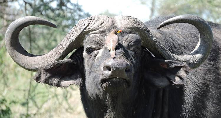 4-DAYS 3-NIGHTS KENYA SAFARI-AMBOSELI TRIP - Hazzes Adventure 2