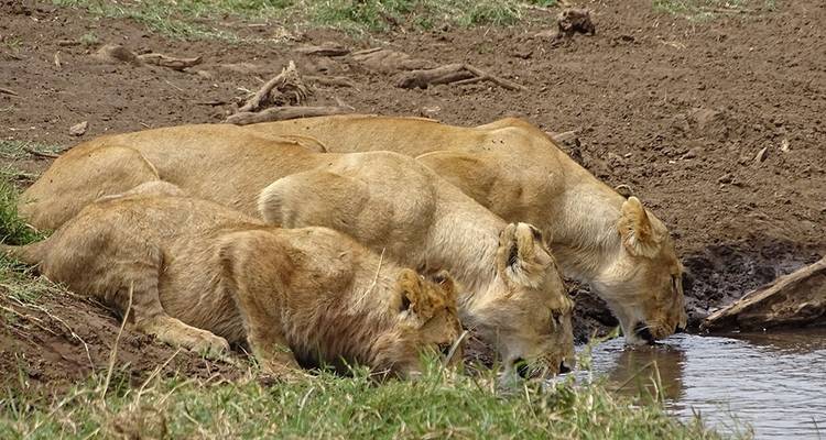 4-DAYS 3-NIGHTS KENYA SAFARI-AMBOSELI TRIP - Hazzes Adventure 3