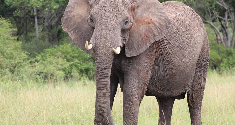 4-DAYS 3-NIGHTS KENYA SAFARI-AMBOSELI TRIP - Hazzes Adventure 4