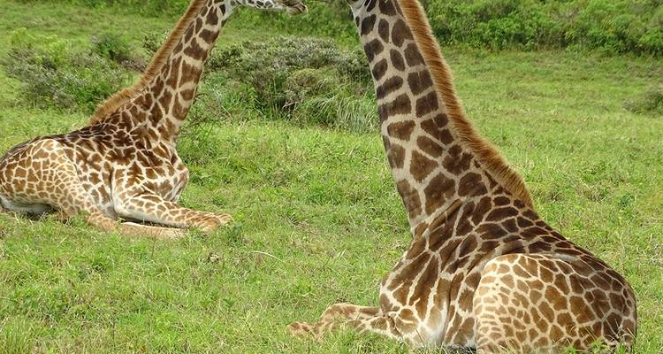 4-DAYS 3-NIGHTS KENYA SAFARI-AMBOSELI TRIP - Hazzes Adventure 6