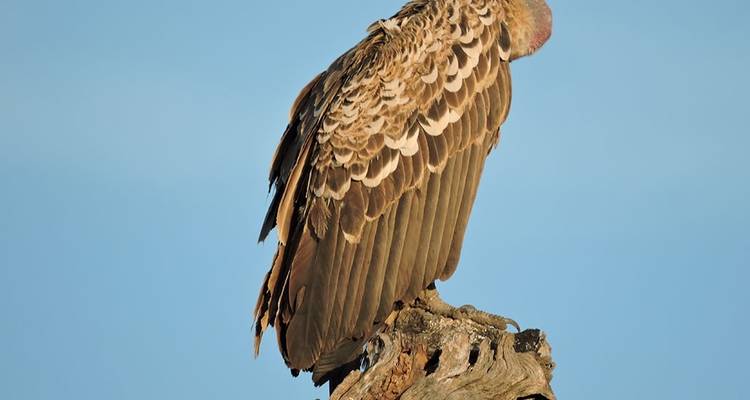 4-DAYS 3-NIGHTS KENYA SAFARI-AMBOSELI TRIP - Hazzes Adventure 7