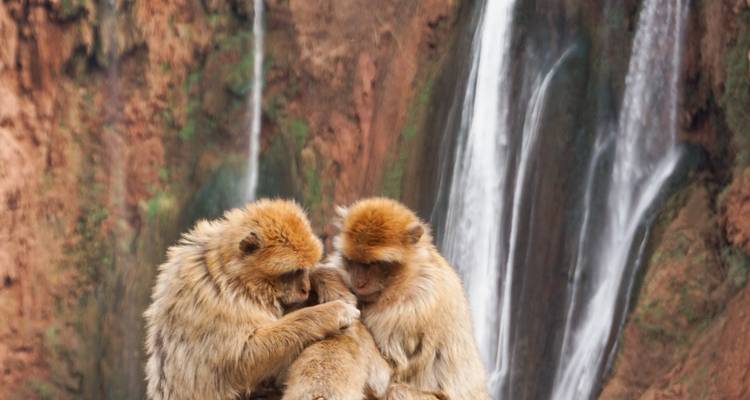 Twee apen die elkaar omarmen met een waterval op de achtergrond.