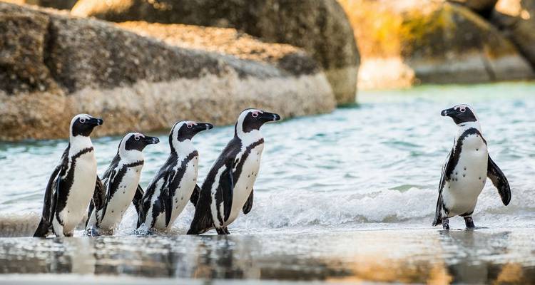 Les incontournables de l'Afrique du Sud (itinéraire Hermanus) - Explore! 10