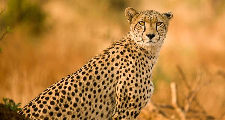 Les incontournables de l'Afrique du Sud (itinéraire Hermanus) - Explore! 8
