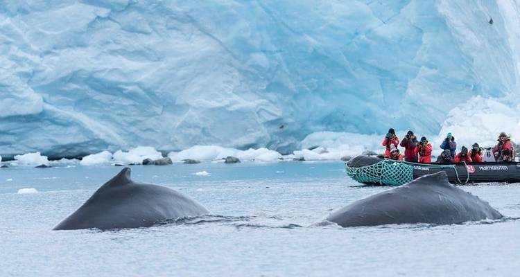 Vuelve la vida - expedición primaveral a la Antártida - Hurtigruten 5