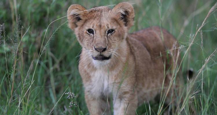 Young lion cub standing in tall grass, looking towards the camera.
