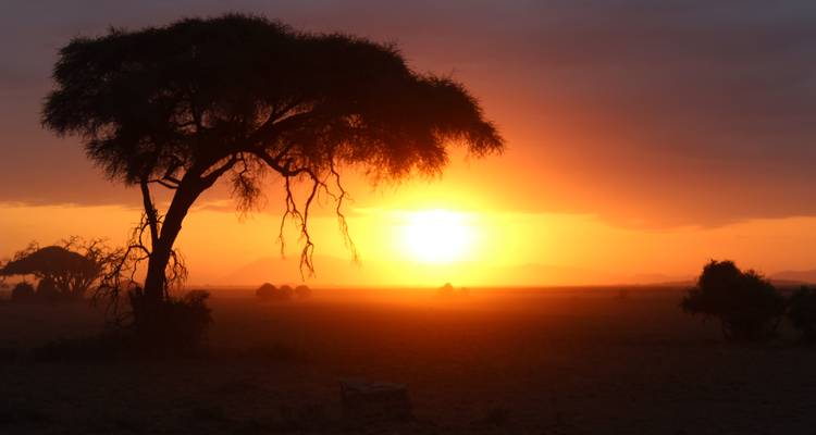 Silhouetted tree against a dramatic African sunset.