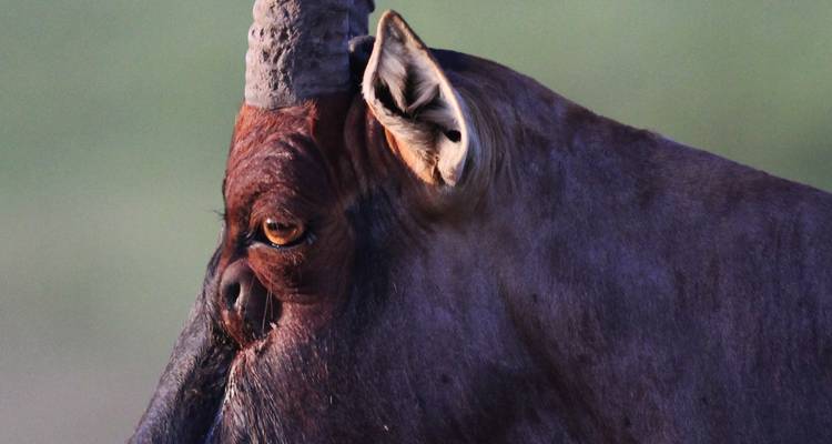 Close-up portrait of a topi antelope showing its distinctive horns.