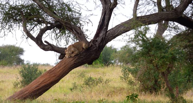 Lioness resting on a tree branch in the savannah.